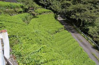 Les thés de Umegashima