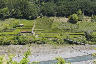 Les thés de Umegashima