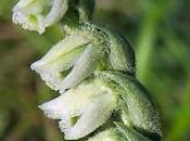 Spiranthe d'automne (Spiranthes spiralis)
