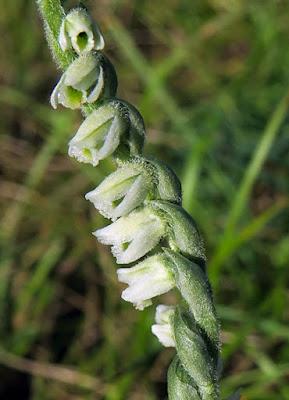 Spiranthe d'automne (Spiranthes spiralis)