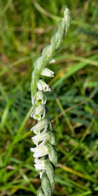Spiranthe d'automne (Spiranthes spiralis)