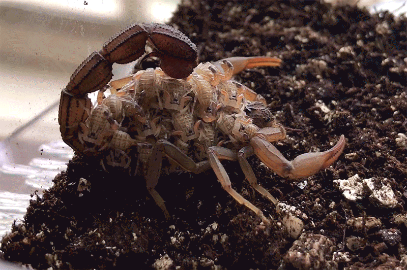 Comme le démontre cette vidéo l'exosquelette des scorpions brille sous les UV ms les bébés ne scintillent pas encore comme maman