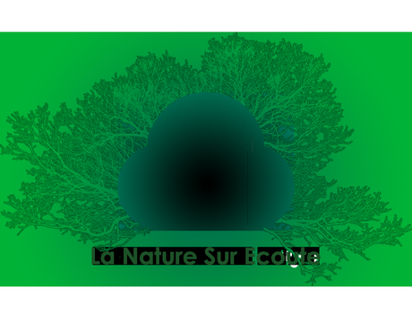 La Nature sur Ecoute La Nature sur Ecoute