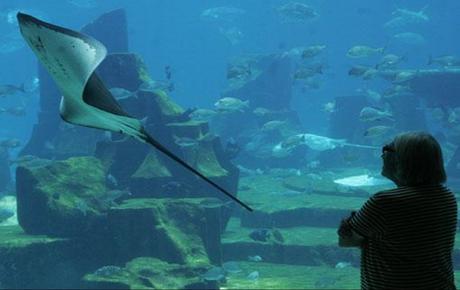 Pays Etrangers - Dubaï et son Aquarium