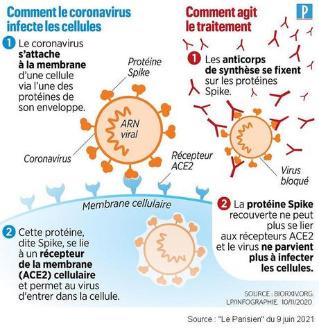 Infection ou vaccination : quelle est la meilleure protection contre le covid-19 ?