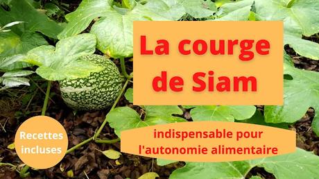 La courge de Siam, indispensable pour l'autonomie alimentaire (vidéo)