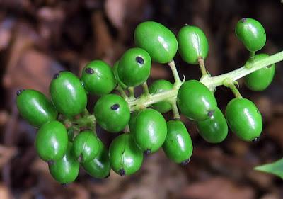 Actée en épis (Actaea spicata)