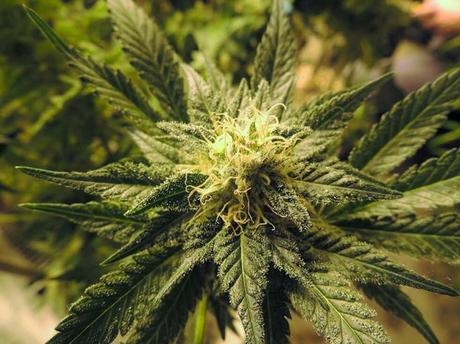 La meilleure forme de CBD : 4 façons différentes de consommer du CBD