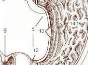 #thelancetgastroenterologyandhepatology #adénocarcinomegastrique #paclitaxel #ramucirumab Efficacité tolérance paclitaxel hebdomadaire avec sans ramucirumab comme traitement deuxième intention dans prise charge l'adénocarcinome gas...