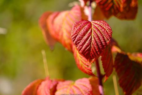 Les feuilles colorées…