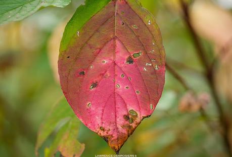 Les feuilles colorées…