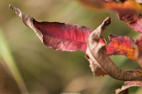 Les feuilles colorées…