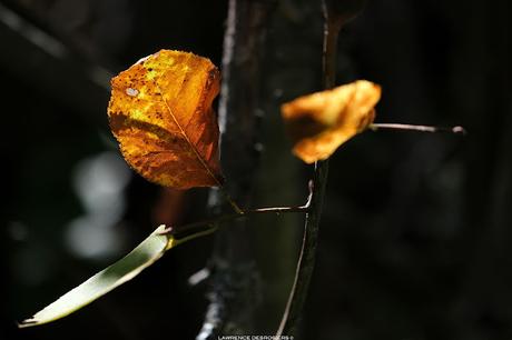 Les feuilles colorées…