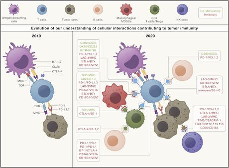 #Cell #cancer #pointdecontrôleimmunitaire Caractéristiques de la réponse, de la résistance et de la toxicité au blocage des points de contrôle immunitaire