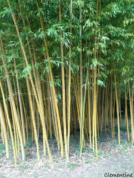 Séjour en Ariège - Le Parc aux Bambous à Lapenne Séjour en Ariège - Le Parc aux Bambous à Lapenne