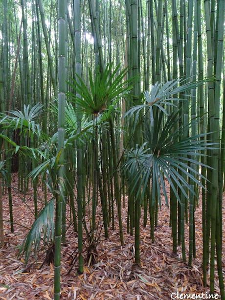 Séjour en Ariège - Le Parc aux Bambous à Lapenne Séjour en Ariège - Le Parc aux Bambous à Lapenne