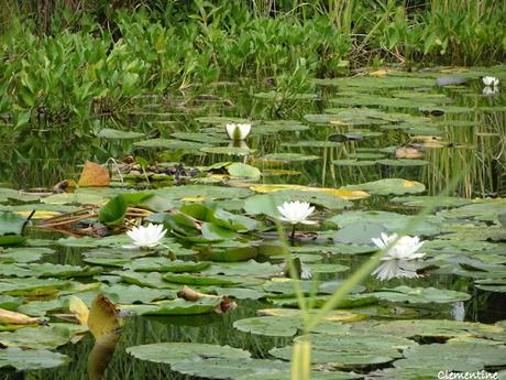 Séjour en Ariège - Le Parc aux Bambous à Lapenne Séjour en Ariège - Le Parc aux Bambous à Lapenne