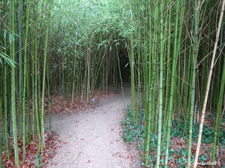 Séjour en Ariège - Le Parc aux Bambous à Lapenne