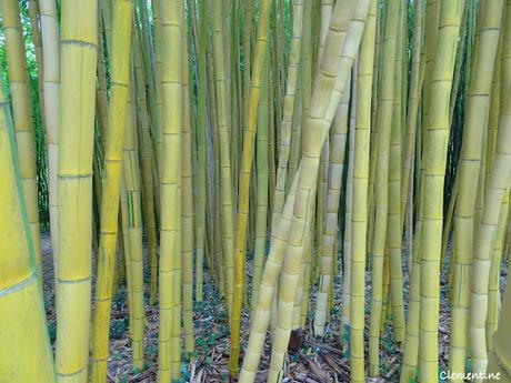 Séjour en Ariège - Le Parc aux Bambous à Lapenne Séjour en Ariège - Le Parc aux Bambous à Lapenne
