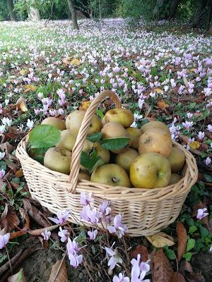 Confiture de pommes caramélisées aux noix