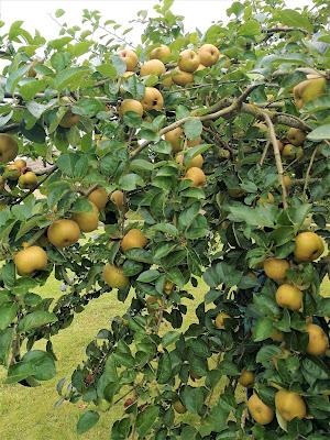 Confiture de pommes caramélisées aux noix