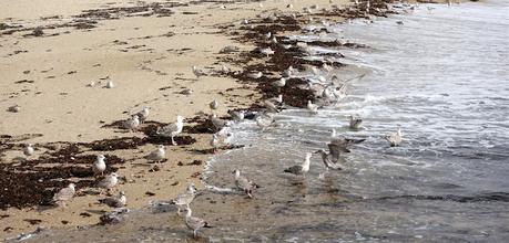 marche des fiertés et tutti frutti marche des fiertés et tutti frutti