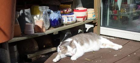 marche des fiertés et tutti frutti marche des fiertés et tutti frutti