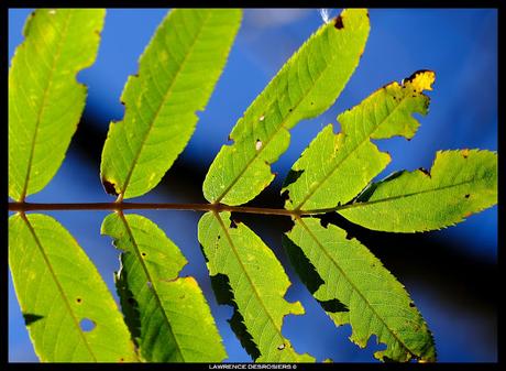 Feuilles colorées, encore… #Fujinon80mm