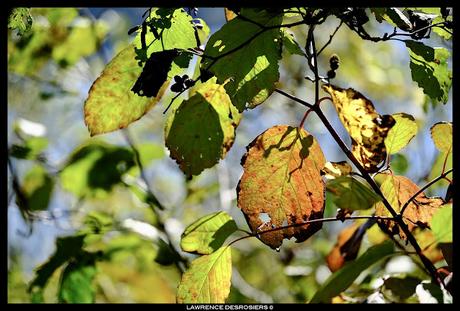 Feuilles colorées, encore… #Fujinon80mm