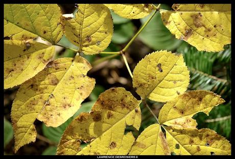 Feuilles colorées, encore… #Fujinon80mm