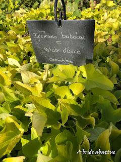 La plus grande collection au monde de convolvulacées est à Châtenay-Malabry