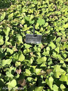 La plus grande collection au monde de convolvulacées est à Châtenay-Malabry