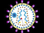 #thelancethiv #VIH-1 #cabotegravir #rilpivirine Cabotegravir rilpivirine action prolongée administrés tous mois chez adultes infectés VIH-1 (ATLAS-2M), résultats semaines étude multicentrique phase non-infériorité,...