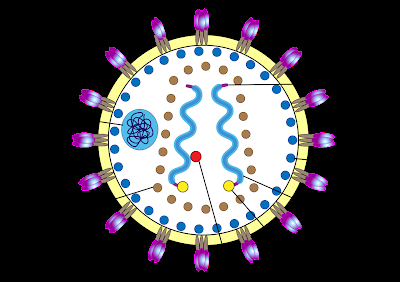 #thelancethiv #VIH-1 #cabotegravir #rilpivirine Cabotegravir et rilpivirine à action prolongée administrés tous les 2 mois chez des adultes infectés par le VIH-1 (ATLAS-2M), résultats à 96 semaines : étude multicentrique de phase 3b de non-infériorité,...