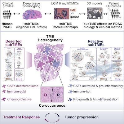 #Cell #cancerdupancréas #microenvironnementtumoral Microenvironnements sous-tumoraux spatialement confinés dans le cancer du pancréas