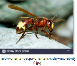 Le frelon oriental, un nouveau prédateur d'abeilles recensé dans le sud de la France