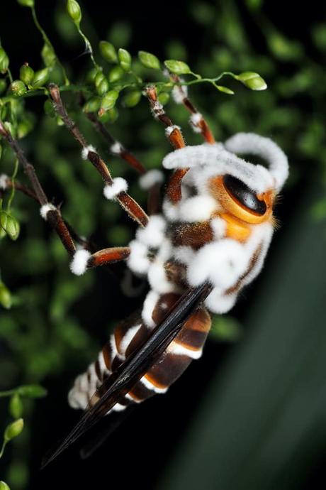 Et joyeux Noël de la part de votre champignon entomopathogène préféré !