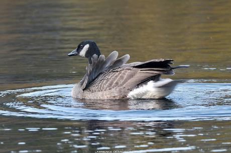 L’outarde solitaire du Boisé de la Pointe St-Gilles…