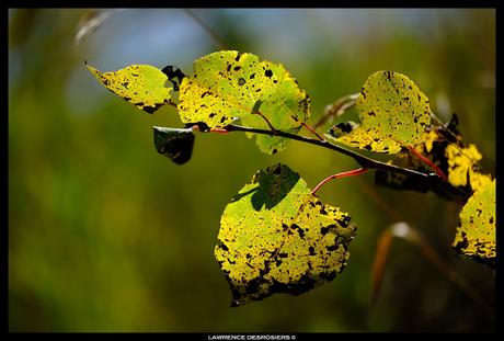 Les feuilles colorées émerveillent (gros plan)…