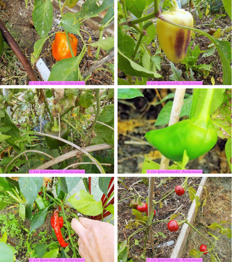 J'ai enfin pu manger les poivrons de mon jardin (Vegan) J'ai enfin pu manger les poivrons de mon jardin (Vegan)