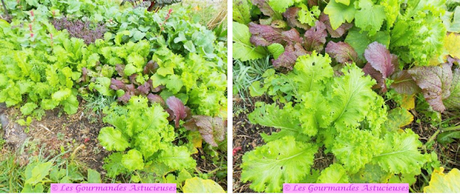 J'ai enfin pu manger les poivrons de mon jardin (Vegan) J'ai enfin pu manger les poivrons de mon jardin (Vegan)