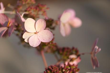 Petites fleurs en octobre…