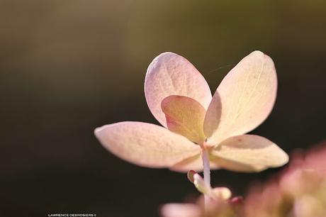 Petites fleurs en octobre…