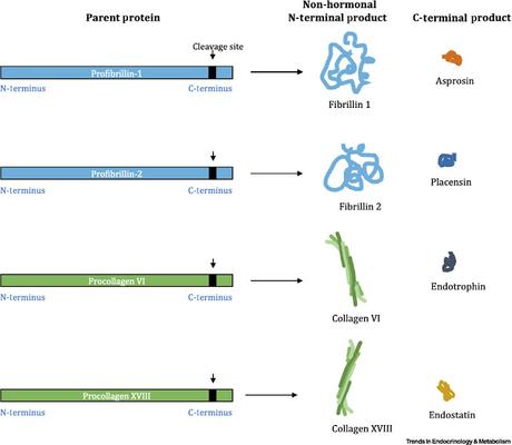 #trendsinendocrinologyandmetabolism #exclusif #hormone #hormonepolypeptidique #caudamine Les caudamines, une nouvelle sous-classe d'hormones protéiques
