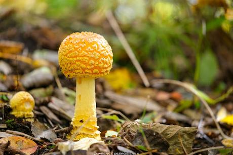 Amanite à voile jaune… #BeautéToxique #Champignons