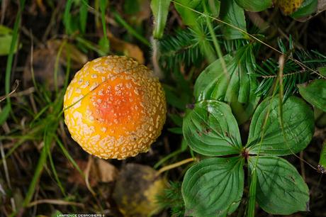 Amanite à voile jaune… #BeautéToxique #Champignons