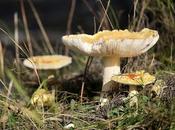 Amanite voile jaune… #BeautéToxique #Champignons