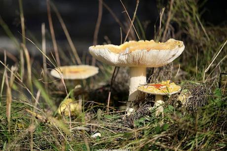 Amanite à voile jaune… #BeautéToxique #Champignons