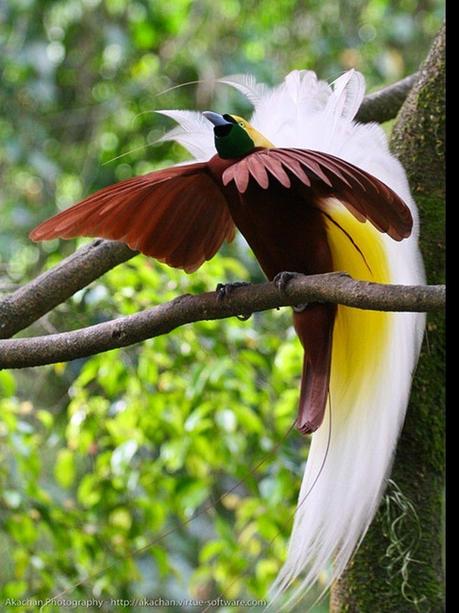 Pays Etranger - Madagascar - et Ces oiseaux