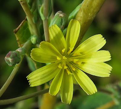 Laitue scariole (Lactuca serriola)